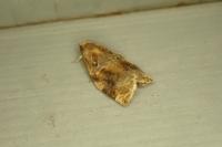 Archips xylosteana