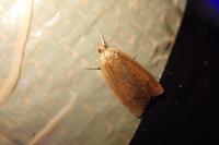 Clepsis consimilana