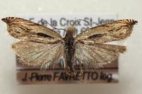 Ancylis apicella