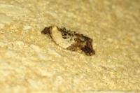 Acleris variegana