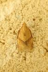 Clepsis consimilana