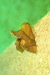 Apoda limacodes