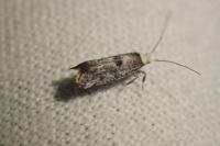 Paraswammerdamia