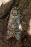 Cossus cossus