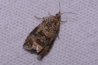 Celypha lacunana