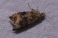 Celypha lacunana