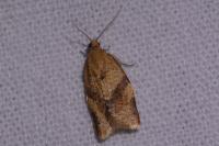 Clepsis consimilana