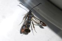 Synanthedon tipuliformis