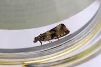 Celypha lacunana