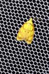 Acleris bergmanniana