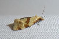 Aethes cnicana/rubigana