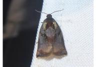 Archips podana