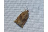 Archips rosana