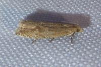 Bactra lancealana