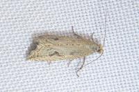 Bactra lancealana