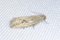 Bactra lancealana