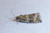 Celypha lacunana