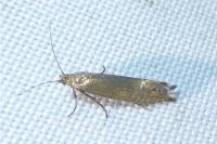 Glyphipterix thrasonella