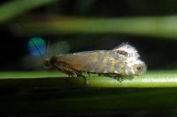 Glyphipterix thrasonella