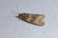 Orthotaenia undulana