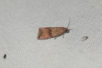 Celypha striana