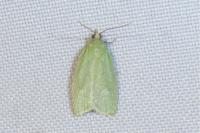 Tortrix viridana