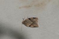 Clepsis spectrana