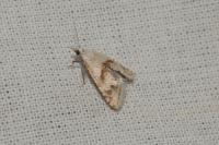Cochylimorpha straminea