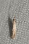 Coleophora