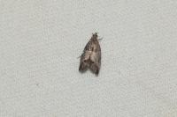 Spilonota ocellana