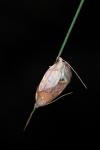 Carcina quercana