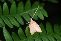 Carcina quercana