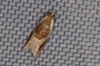 Ancylis unculana