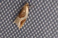 Ancylis unculana