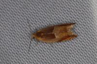 Ancylis mitterbacheriana