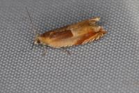 Ancylis mitterbacheriana