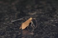 Nematopogon
