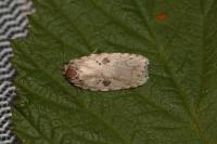 Agonopterix arenella