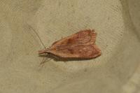 Dichomeris derasella