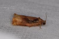 Archips podana
