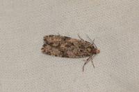Montescardia tessulatella