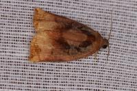 Archips podana