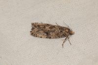 Montescardia tessulatella