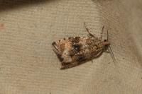 Celypha lacunana