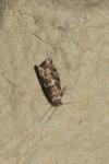 Epinotia tedella