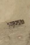 Epinotia tedella