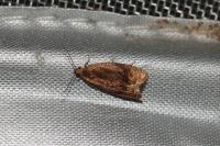 Eucosmomorpha albersana