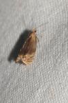Eucosmomorpha albersana