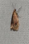 Eucosmomorpha albersana