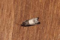 Notocelia cynosbatella